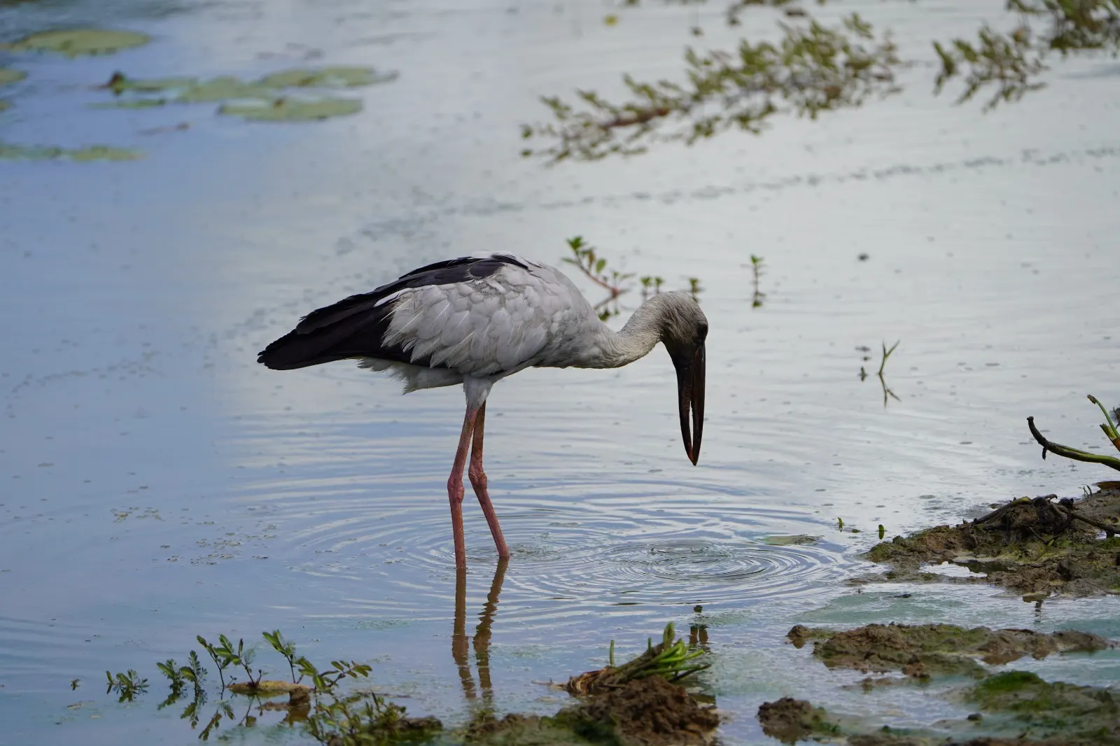 An Asian openbill stork feeding in shallow water in Yala National Park
