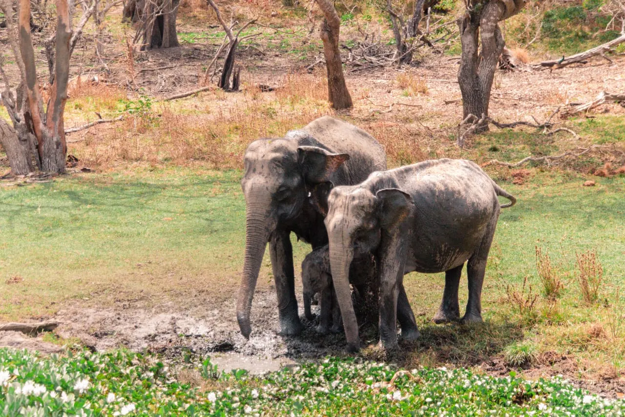 A wild elephant family with a calf in Yala National Park