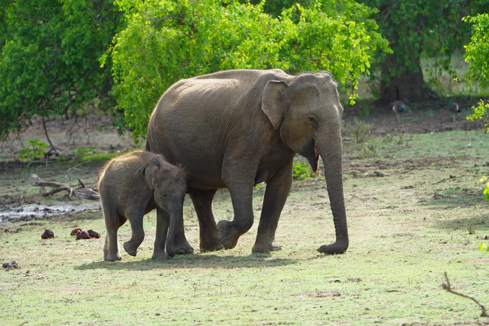 A wild Asian elephant mother and calf walking across a clearing in Yala