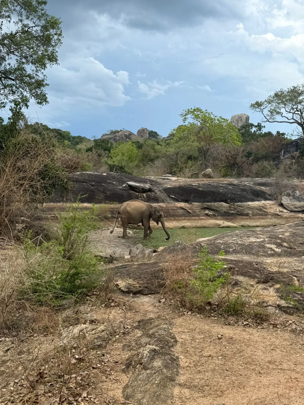 A lone elephant drinking at a rock pool among granite outcrops in Yala