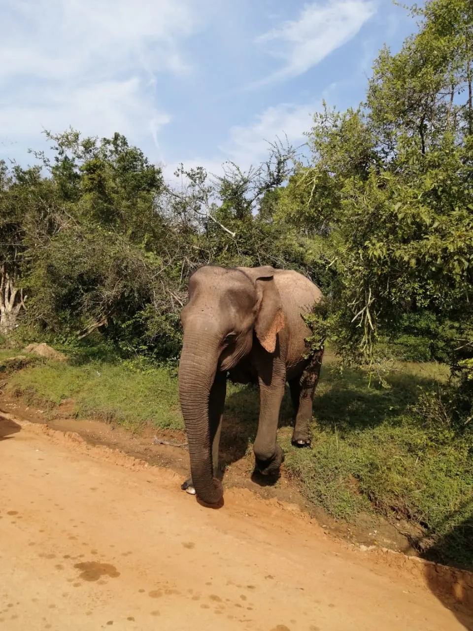 An elephant in the grassland of Udawalawe National Park