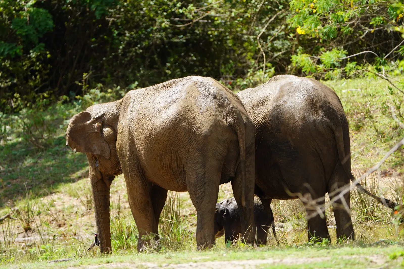 Two wild elephants at the forest edge in Yala on an afternoon safari