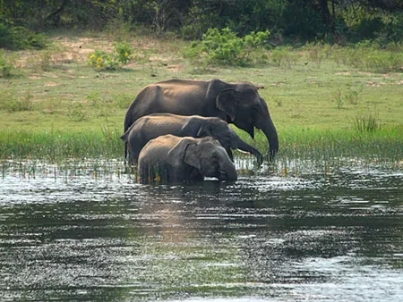 Elephants beside a lake in Yala National Park