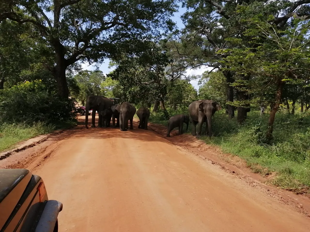 Animals on an open track in Yala National Park