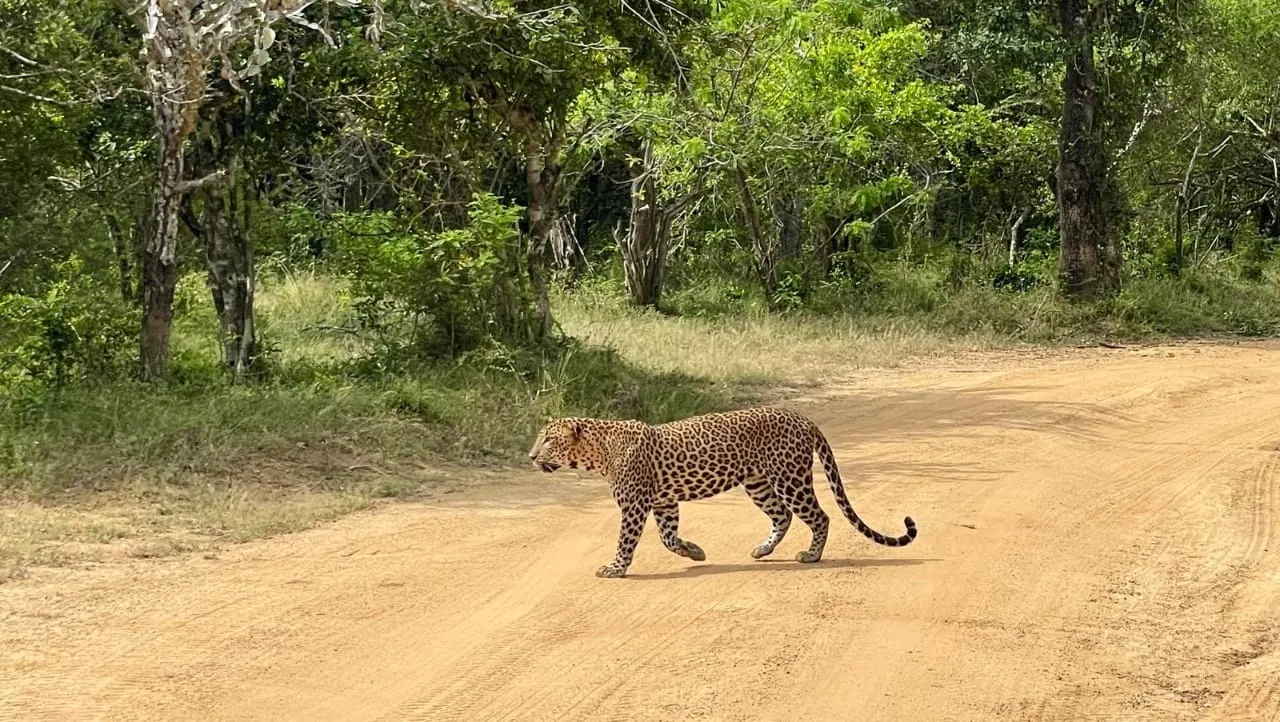 A leopard crossing a forest track in Yala National Park in front of a private jeep