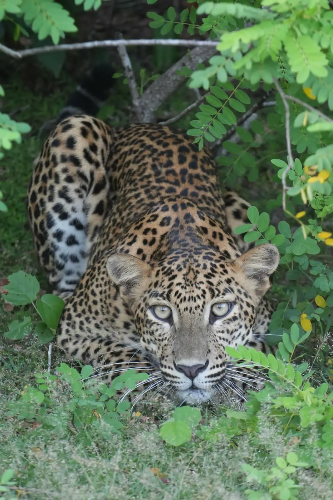 A Sri Lankan leopard crouching in the undergrowth and staring into the camera in Yala