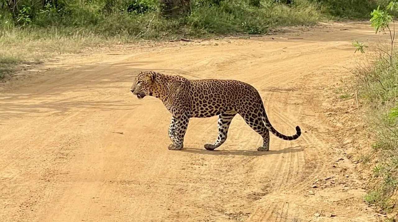 A Sri Lankan leopard on a track in Yala, looking back over its shoulder