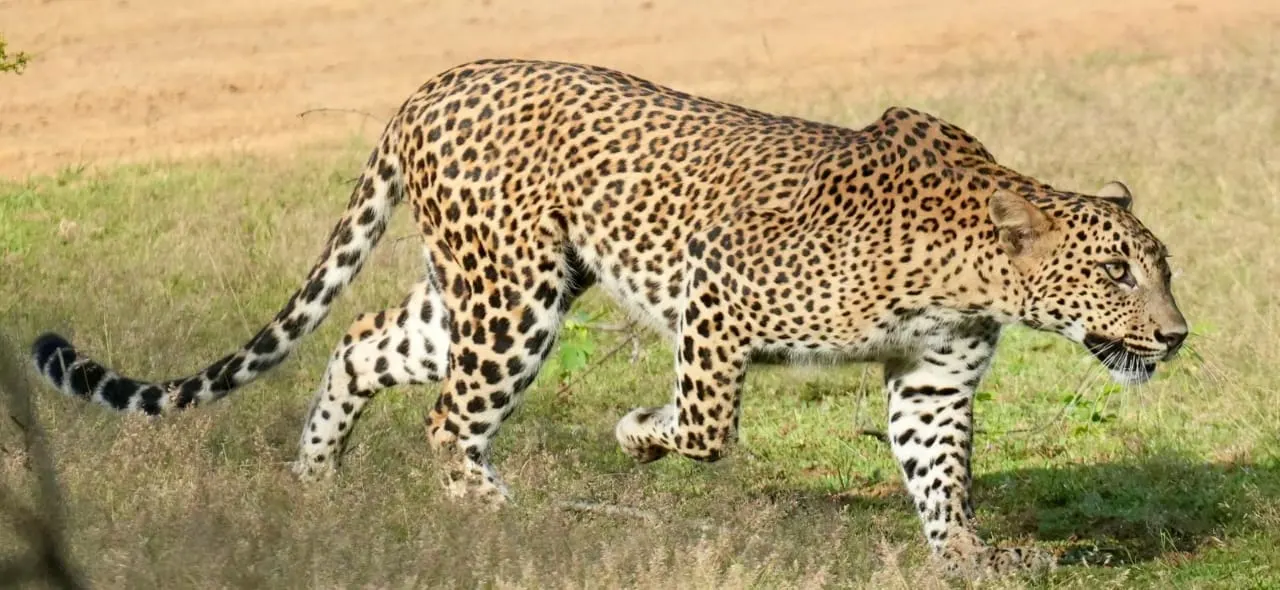 A Sri Lankan leopard stalking through the grass in Yala National Park