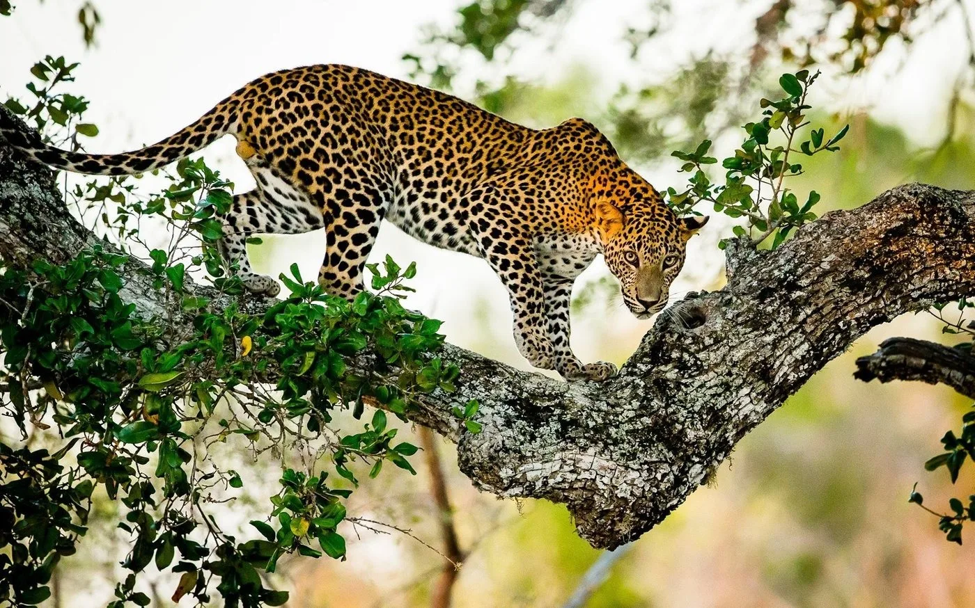 A Sri Lankan leopard walking down a tree branch in Yala National Park, looking straight at the camera