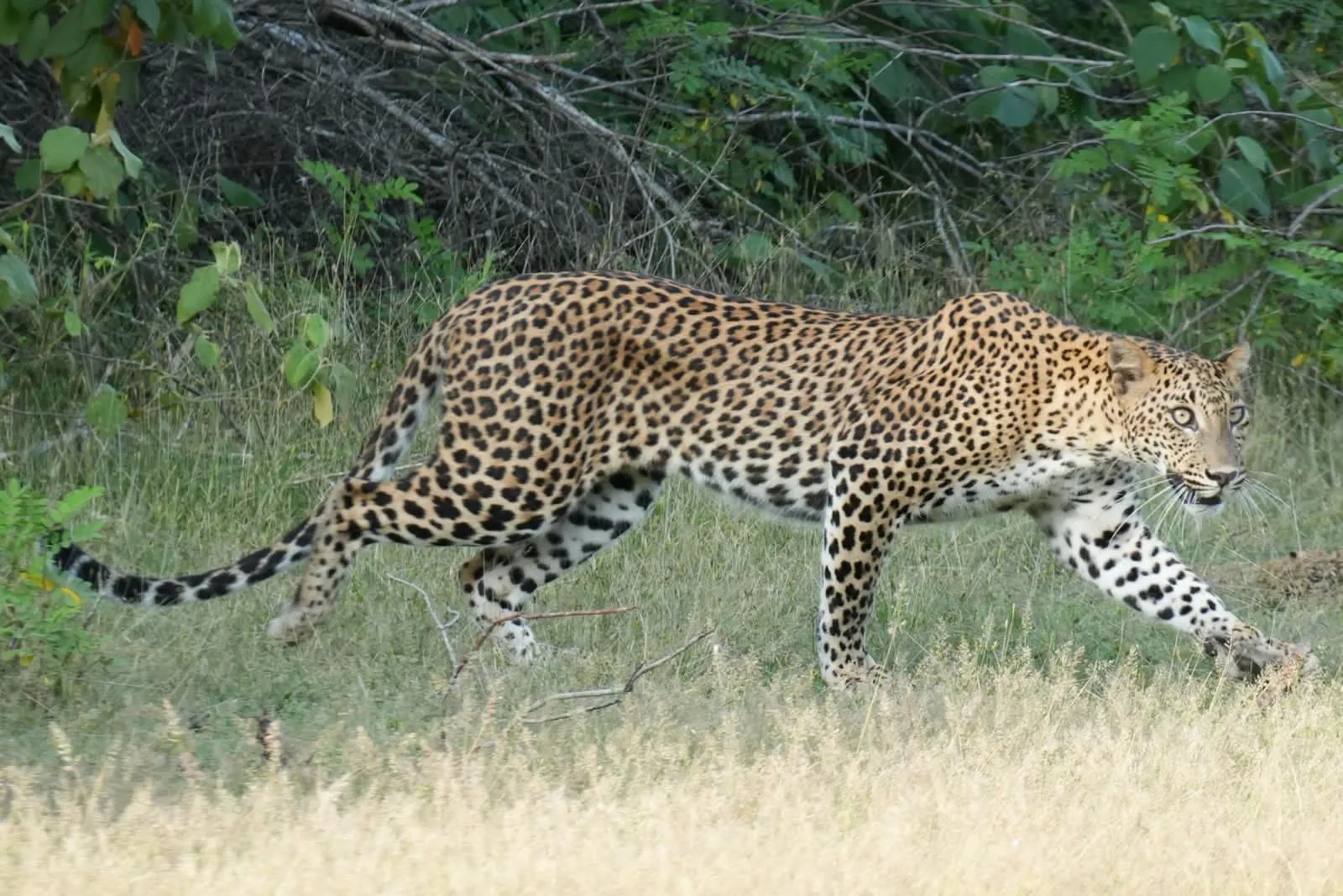 A Sri Lankan leopard walking through the grass in Yala National Park in daylight