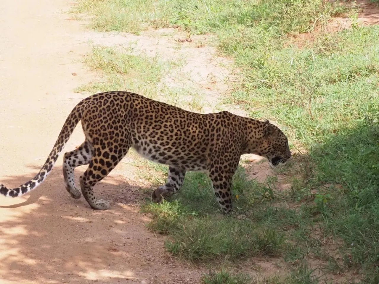A leopard on a rock in Yala National Park Block 1