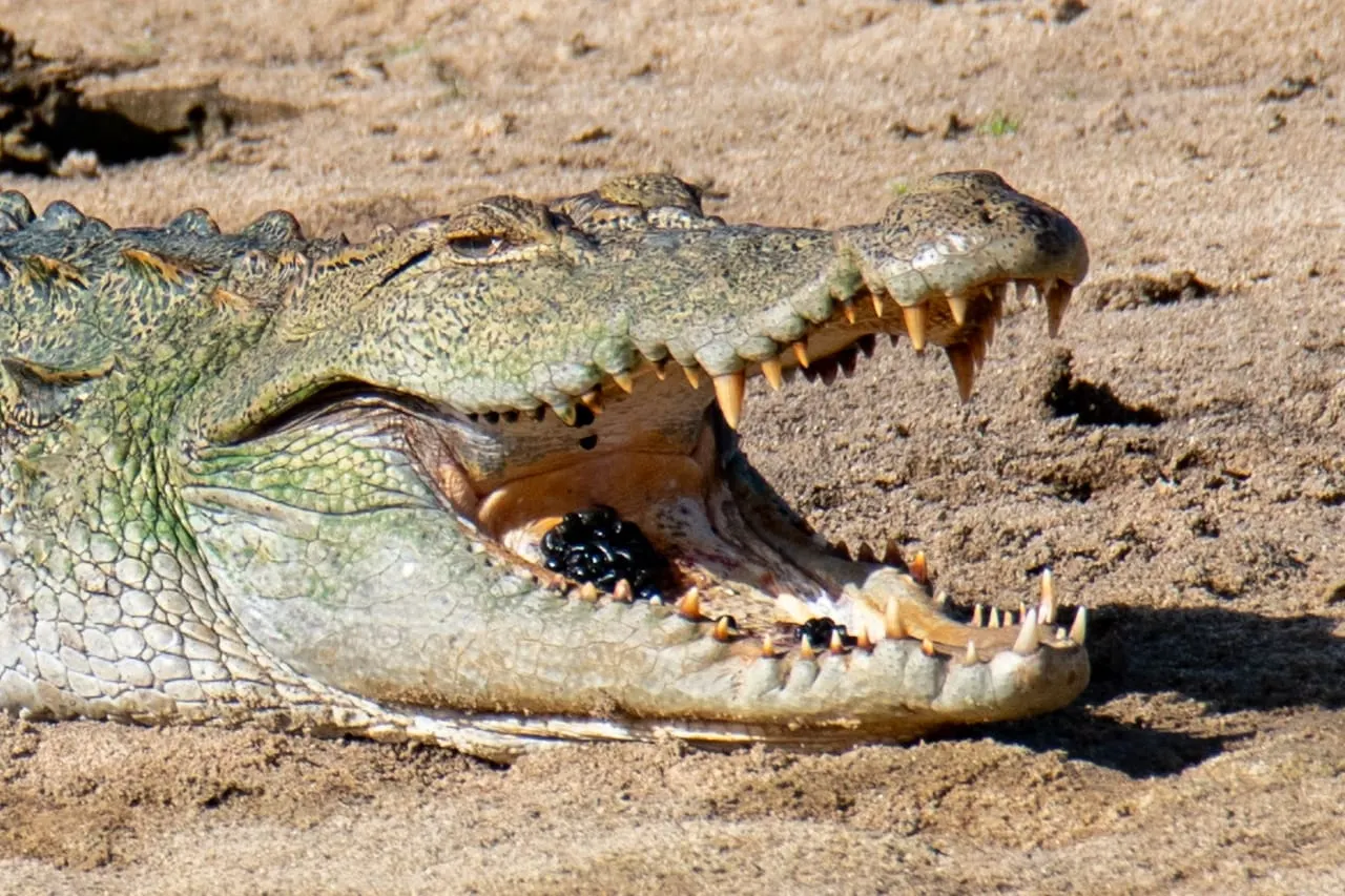 A mugger crocodile basking with its jaws open in Yala National Park