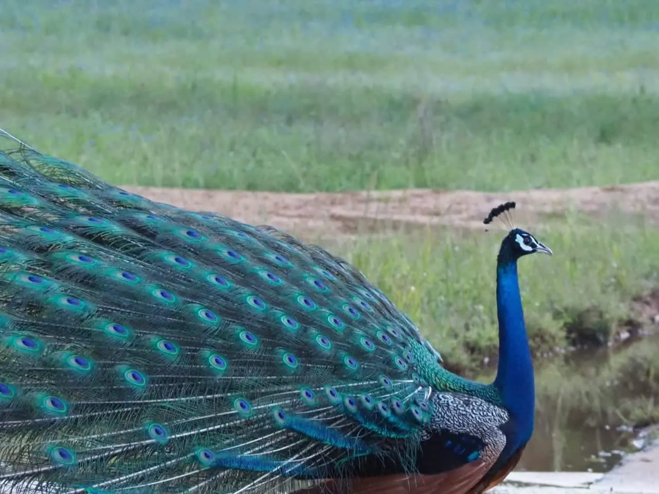 A peacock displaying in scrub at Bundala National Park in the morning
