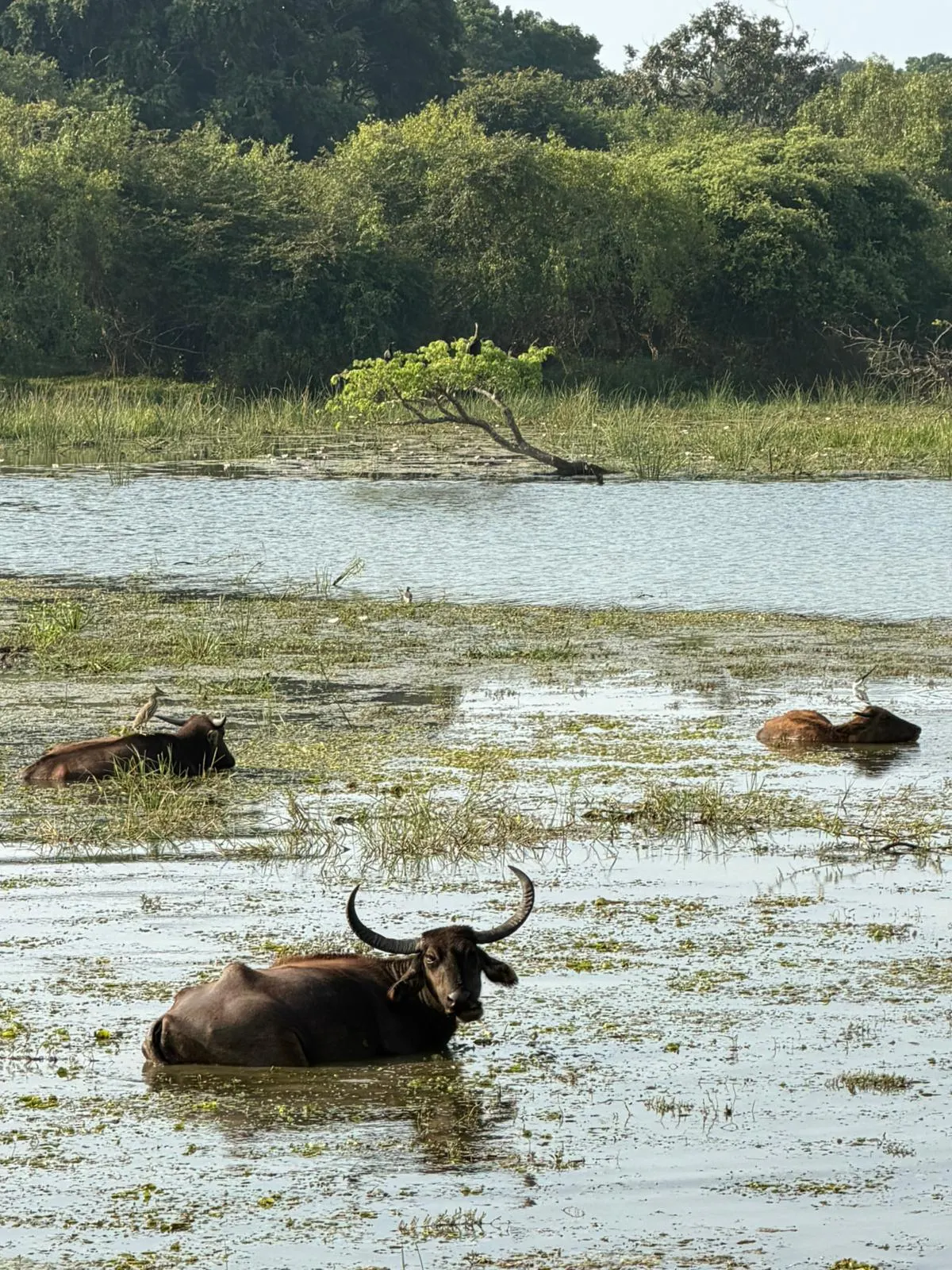 Wild water buffalo wallowing in a lake in Yala National Park