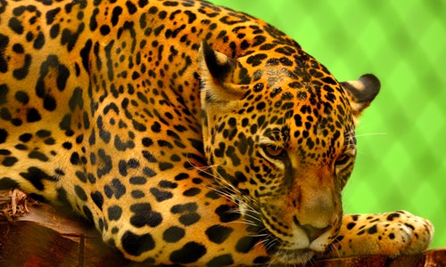 leopard-on-brown-log-155164 (1)