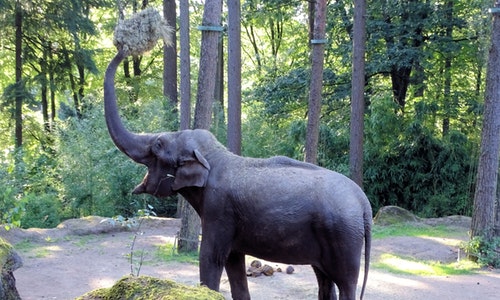 elephant-978629