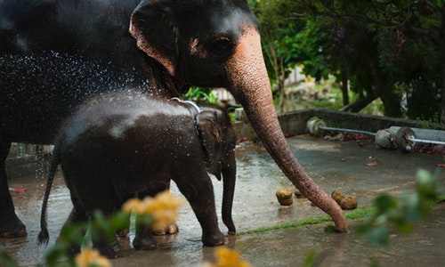 photo-of-black-elephant-with-baby-1003848 (1)