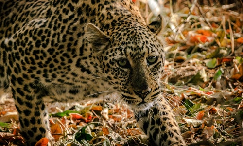 shallow-focus-photograph-of-leopard-1109907